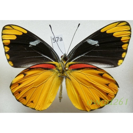 Delias splendida Rothschild, 1894 Indonesia, Timor57a